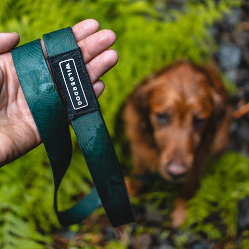Cedar Waterproof Leash + Collar Bundle