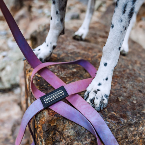 Aurora Waterproof Leash + Collar Bundle