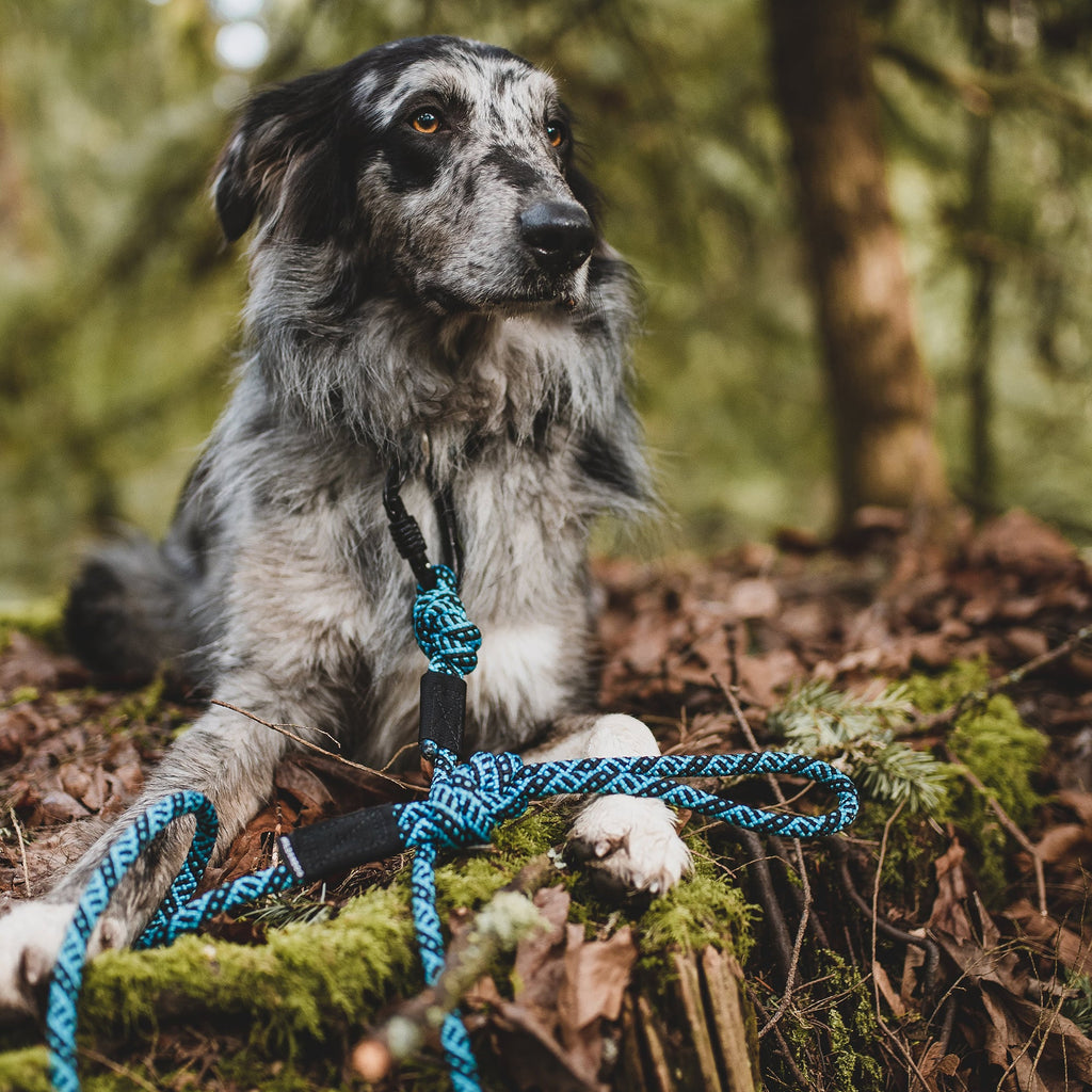 Big Carabiner Rope Leash