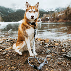 Big Carabiner Rope Leash