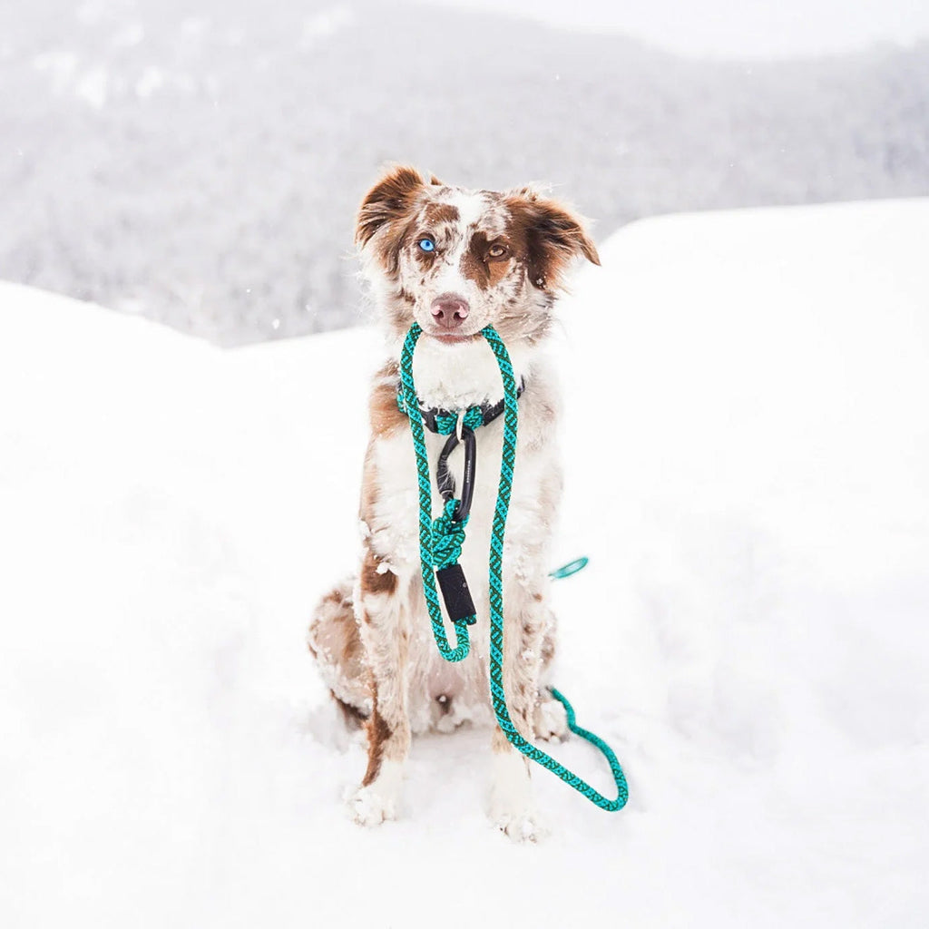 Big Carabiner Rope Leash