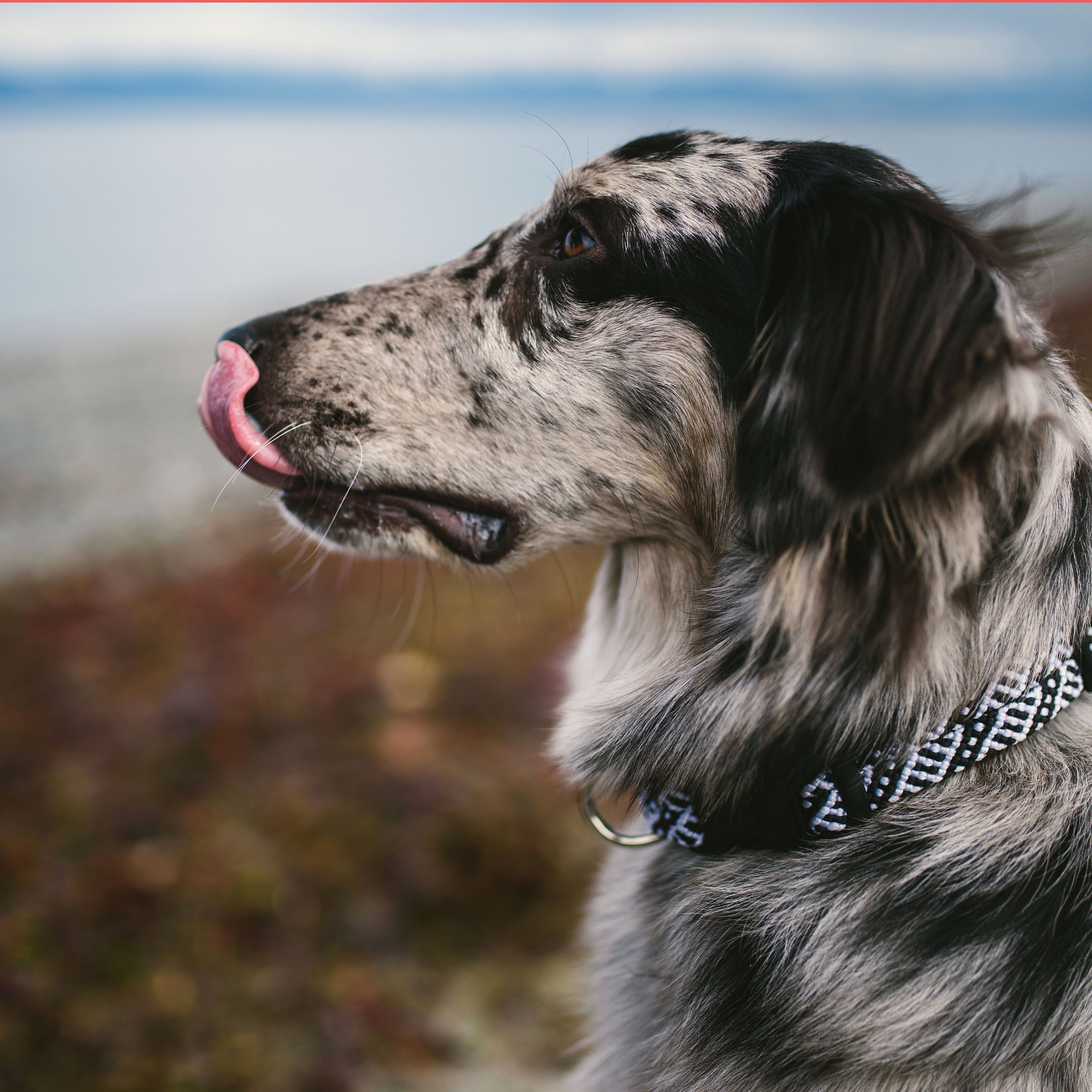 Rope Collar