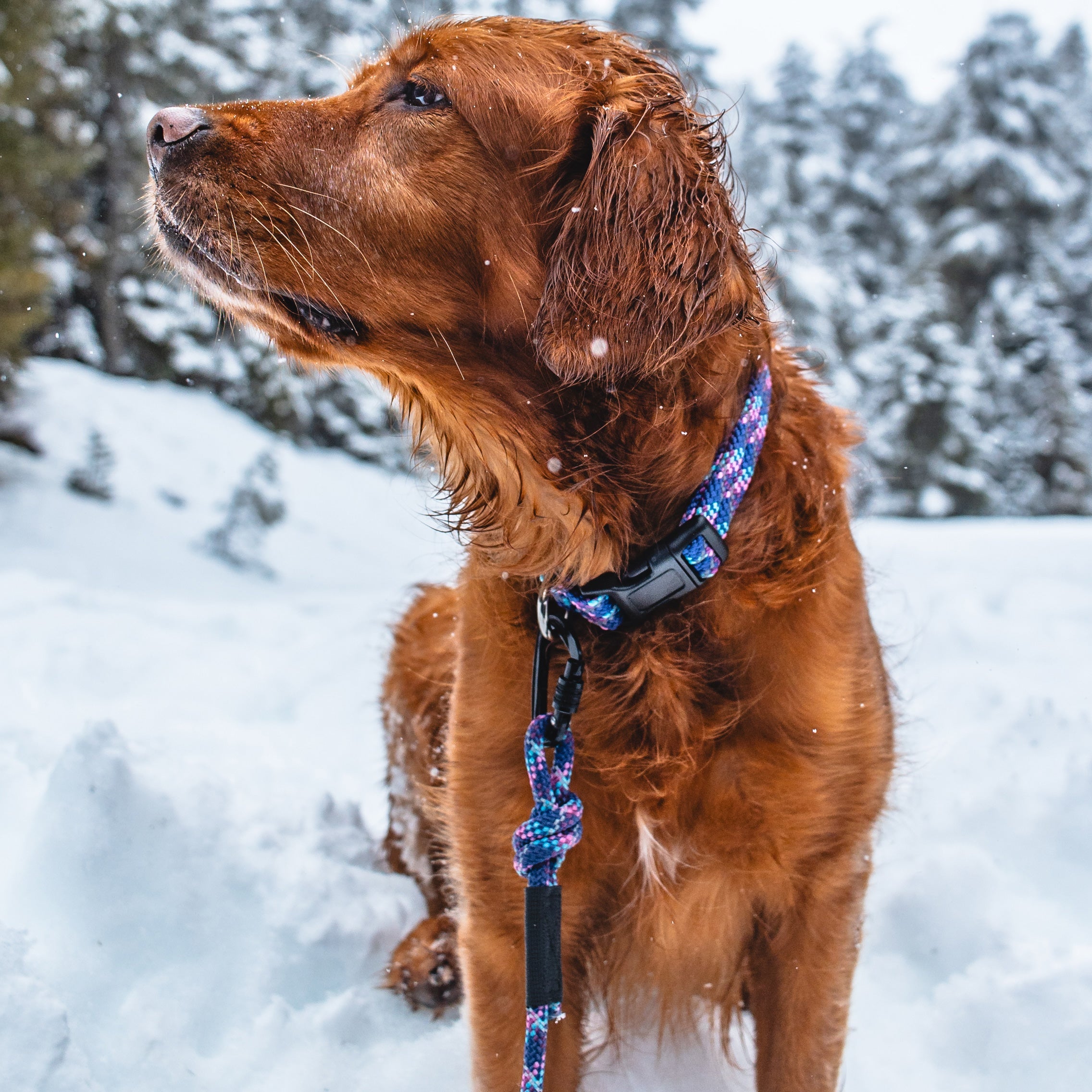 Small Carabiner Rope Leash
