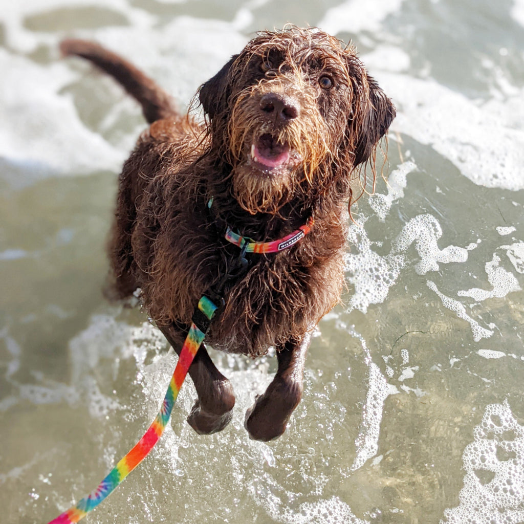 Tie Dye Waterproof Leash + Collar Bundle
