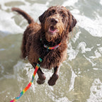 Tie Dye Waterproof Leash + Collar Bundle